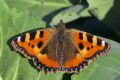 macro butterfly 20260530 191402px