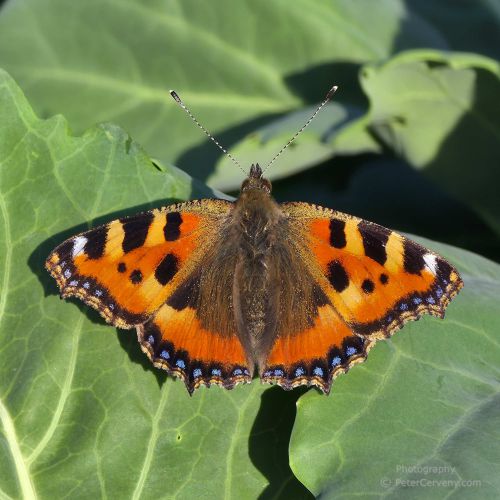 macro butterfly 20260530 191402px