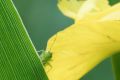 macro insect 20260606 dsc08417px