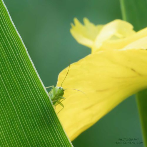 macro insect 20260606 dsc08417px