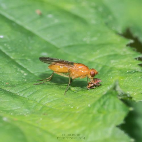 macro insect 20260610 08686px
