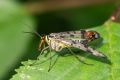 macro insect 20260610 08696px