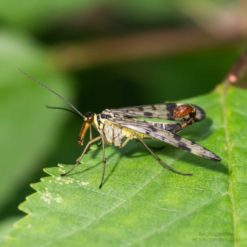 macro insect 20260610 08696px