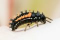 macro insect 20260615 08937 stack11f11 1x1px
