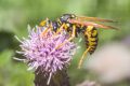 macro insect 20260807 114428px