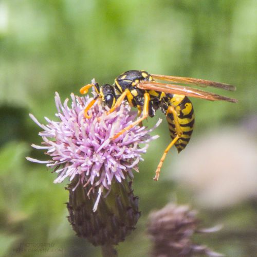 macro insect 20260807 114428px