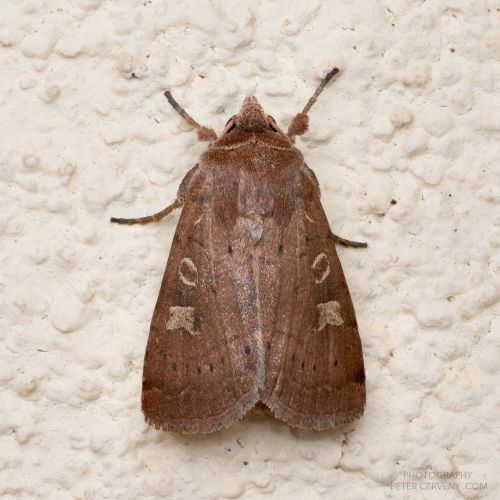macro insect bodeneule f11x14px