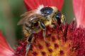macro insect bumblebee 20260824 09460px