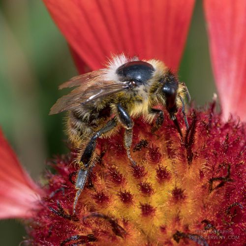 macro insect bumblebee 20260824 09460px