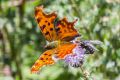 macro insect c falter 20260807 122529px