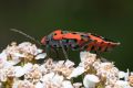 macro insect feuerwanze 09526px
