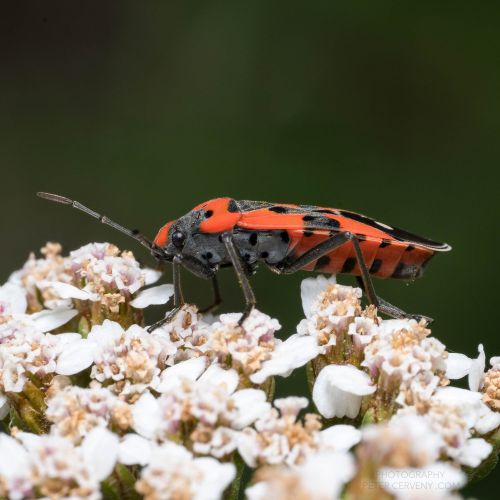 macro insect feuerwanze 09526px