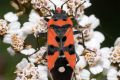 macro insect feuerwanze 09544px