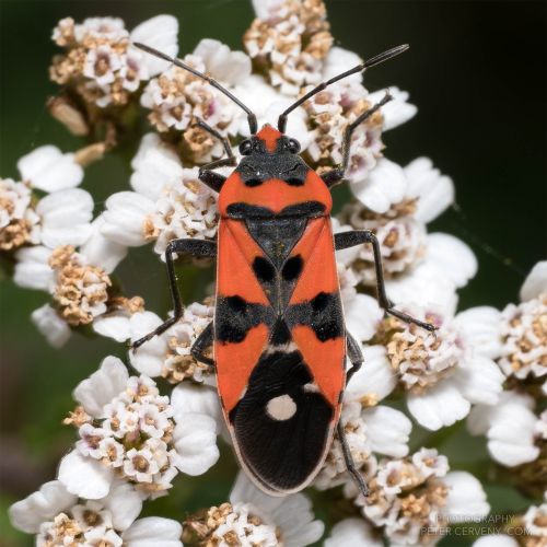 macro insect feuerwanze 09544px