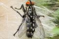 macro insect fleischfliege 20260807 114712px