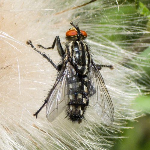 macro insect fleischfliege 20260807 114712px