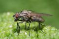 macro insect fly 20260606 dsc08477px