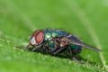 macro insect fly 20260610 08695px
