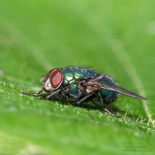 macro insect fly 20260610 08695px