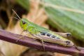 macro insect grashopper 20260823 164854px