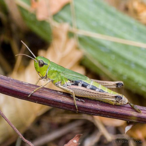 macro insect grashopper 20260823 164854px