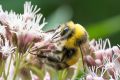 Helle Erdhummel bumblebee