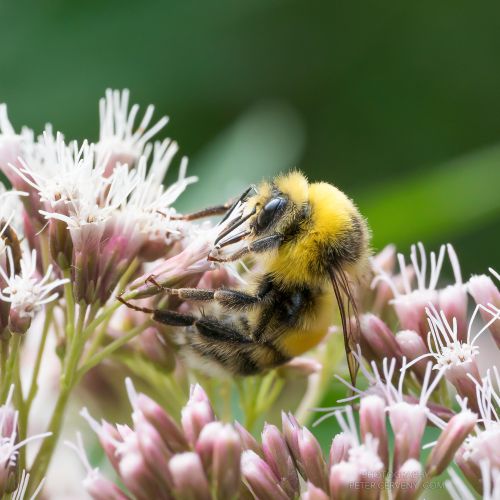 Helle Erdhummel bumblebee