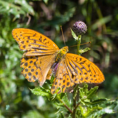 macro insect kaisermantel 20260807 121508px