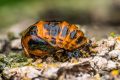 macro insect ladybug 20260614 stack9f9px