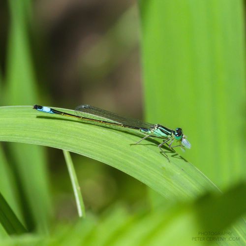 macro insect libelle 20260606 dsc08371px