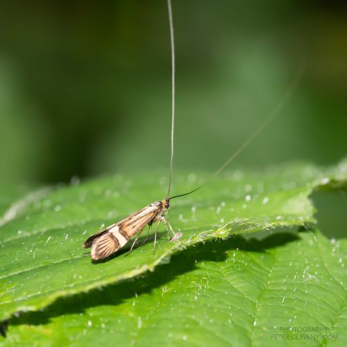 macro insect moth 20260610 08701px