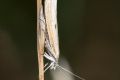 macro insect moth 20260824 09468px