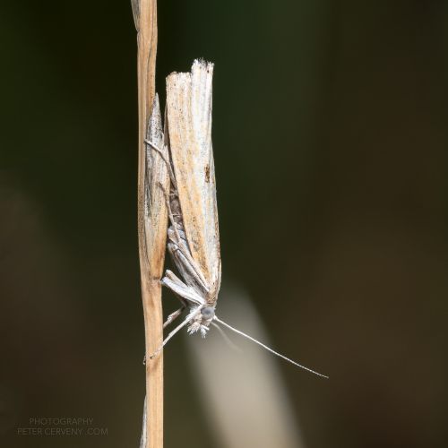 macro insect moth 20260824 09468px
