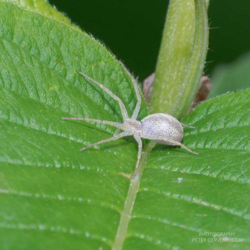 macro insect spider 20260606 dsc08515px