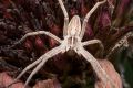 macro insect spider stack10xf13 09555px