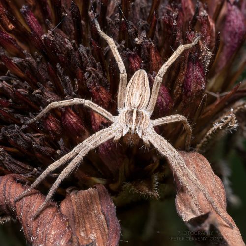 macro insect spider stack10xf13 09555px