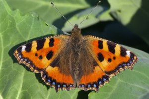 macro butterfly 20260530 191402px