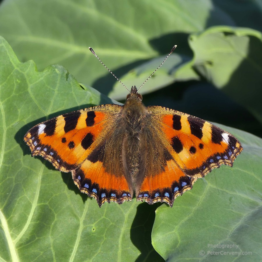 macro butterfly 20260530 191402px