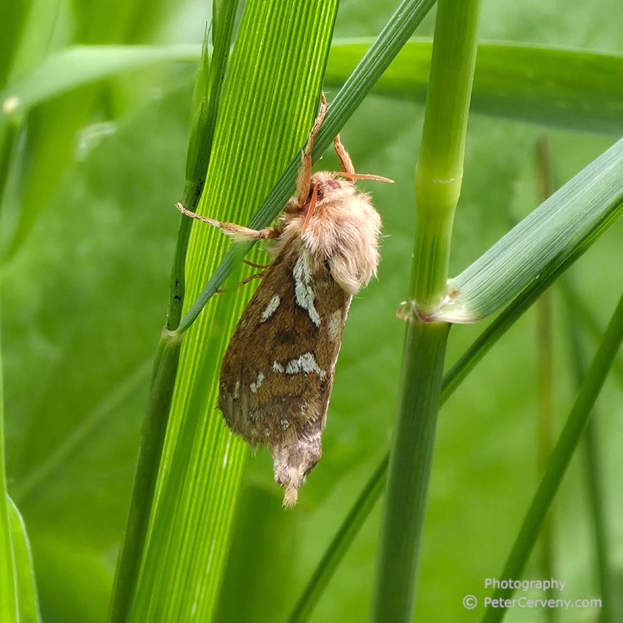 macro insect 20260530 121633px