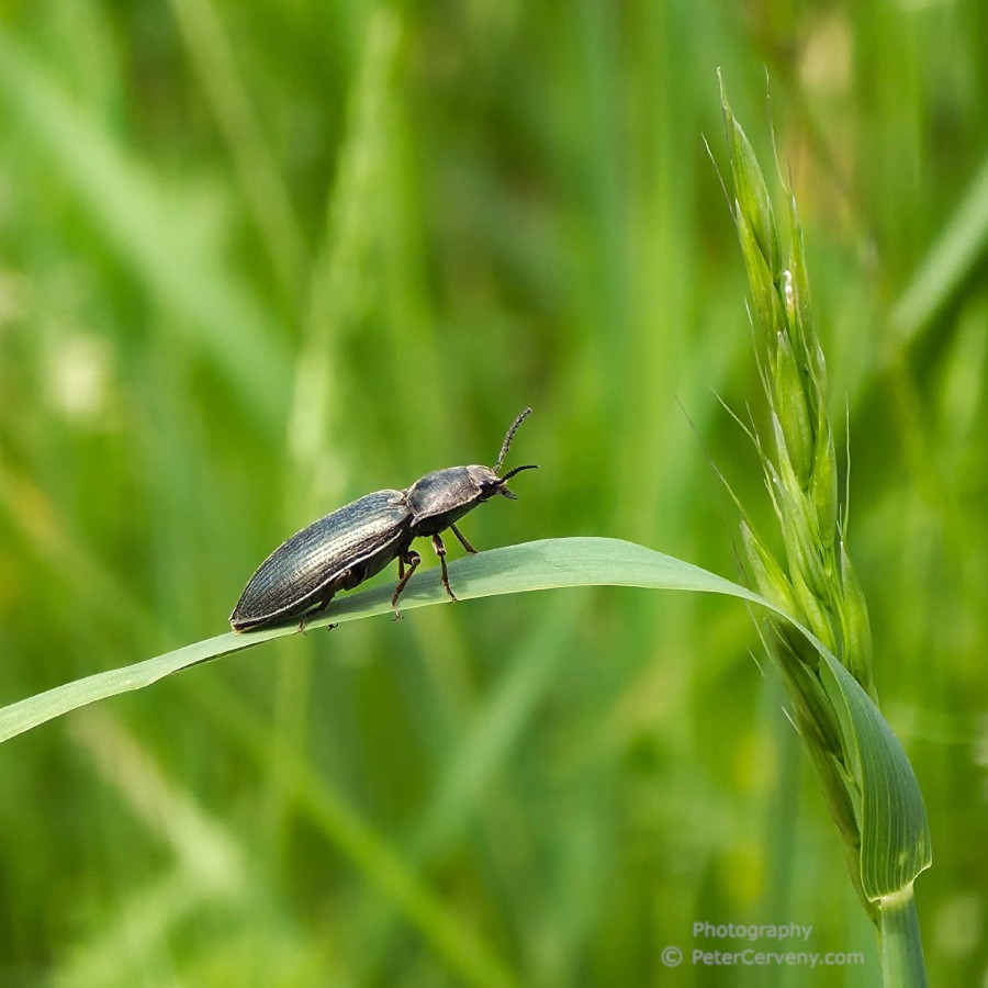 macro insect 20260530 122858px