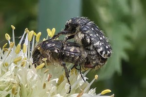 macro insect 20260530 130626px