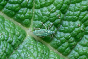 Macro Insect