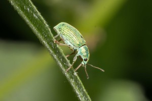 Macro Insect