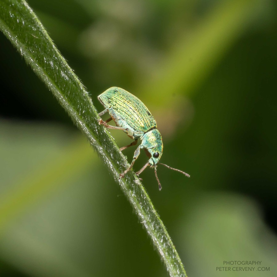 Macro Insect