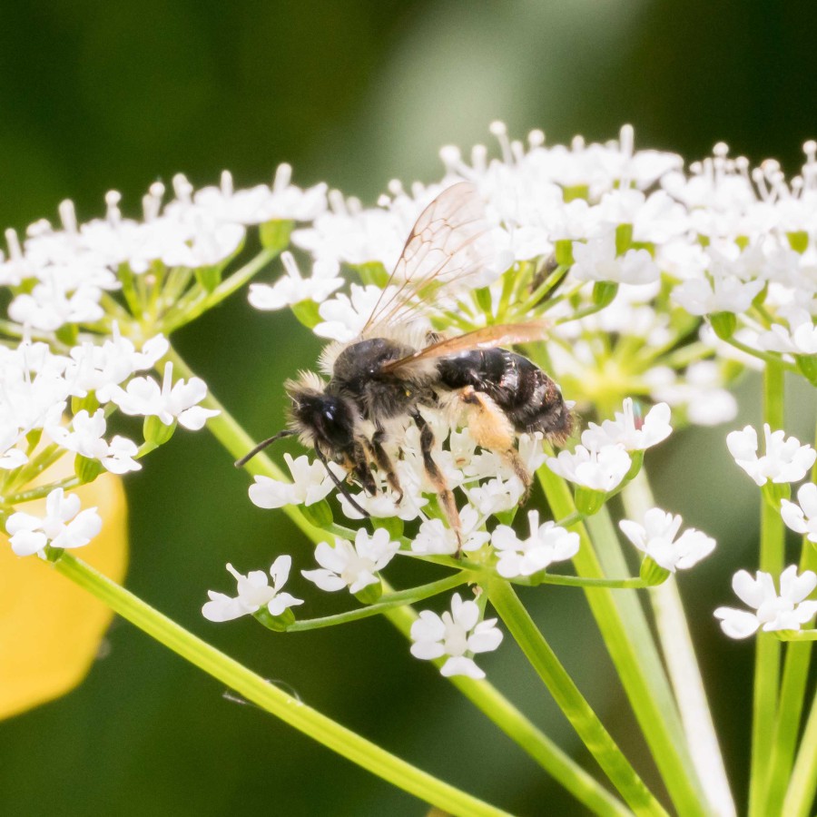 Macro Insect Westliche Honigbiene