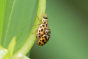 Macro Insect Marienk&auml;fer