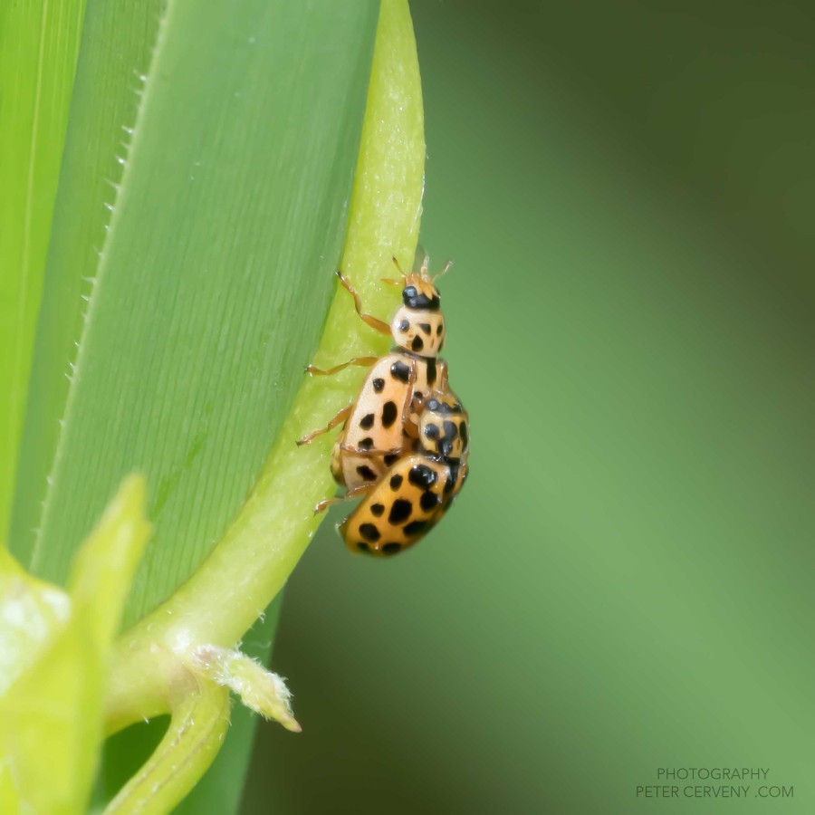 Macro Insect Marienk&auml;fer