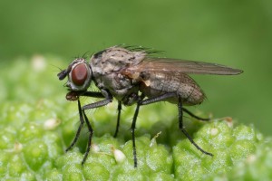 Macro Insect Fly