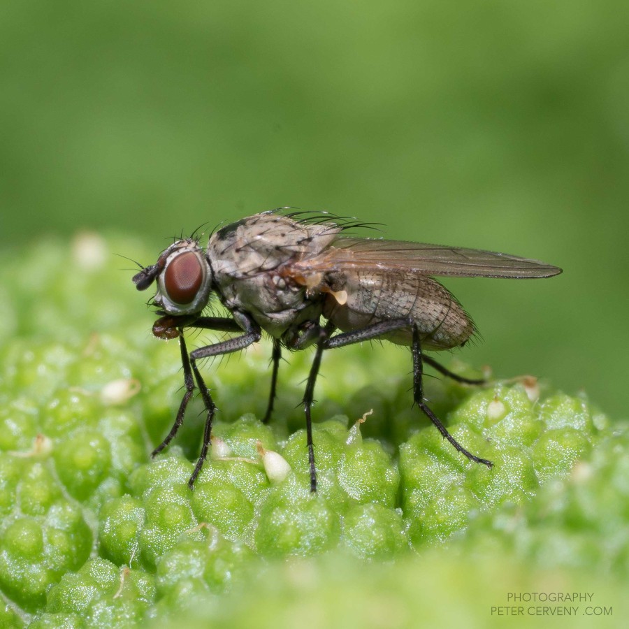 Macro Insect Fly