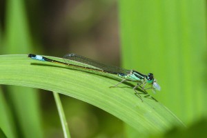 Macro Insect